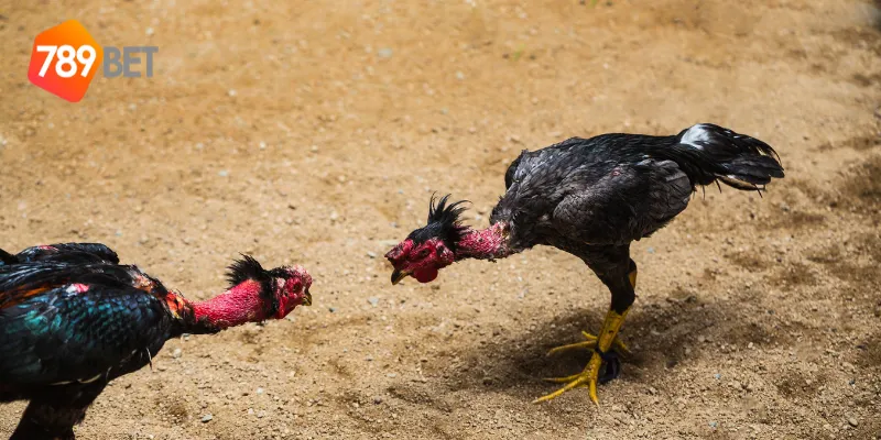 Cách tham gia đá gà mỹ chiến